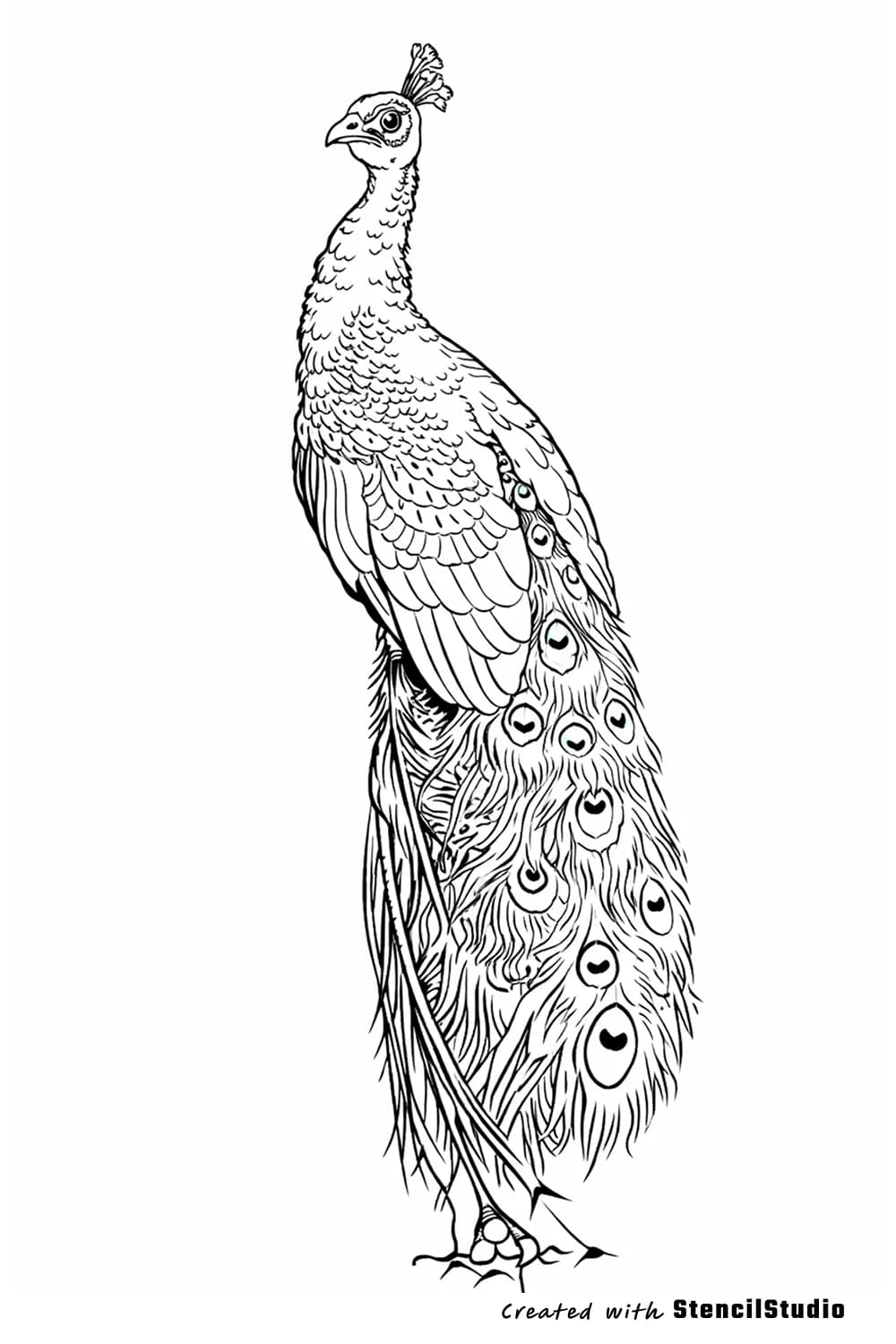 peacock tattoo stencil example